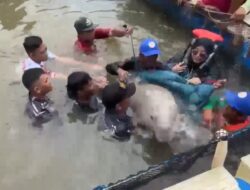 Dugong ‘Fitri’ Kembali ke Laut Setelah Terjerat Jaring Nelayan di Perairan Pulau Cempedak