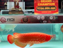 Ikan Arwana Juara Terjual Rp700 Juta di Kontes APPS Pontianak