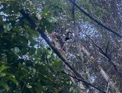 Diduga Depresi Karena Diselingkuhi Istri, Pria Asal Wakatobi Gagal Bunuh Diri