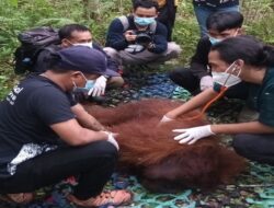 Orangutan Jantan Dewasa Ditranslokasikan ke Hutan Lindung Gunung Tarak