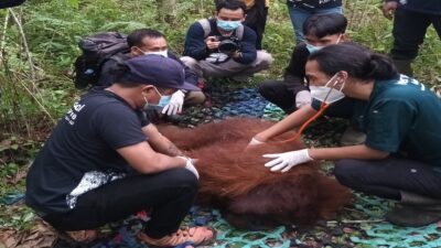Orangutan Jantan Dewasa Ditranslokasikan ke Hutan Lindung Gunung Tarak