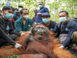 Orangutan Tersesat di Kebun Warga, Diselamatkan dan Dilepasliarkan YIARI ke Hutan Lindung