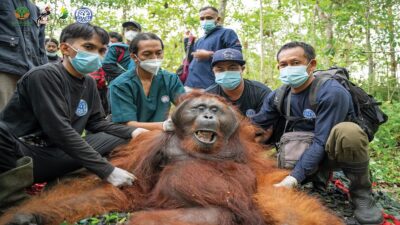 Orangutan Tersesat di Kebun Warga, Diselamatkan dan Dilepasliarkan YIARI ke Hutan Lindung