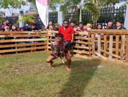 Tangkap Babi Meriahkan PGD XXXIX di Rumah Radakng Pontianak