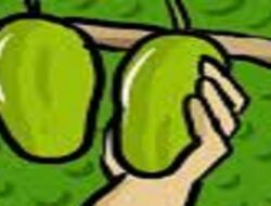 Dua Bocah di Pontianak Tertangkap Tangan Curi Buah Mangga