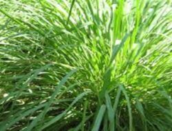 Daun Serai Miliki Banyak Manfaat Kesehatan, Simak Penjelasannya