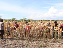 Dukung Ketahanan Pangan, Kapolres Sambas Tinjau Lahan Jagung Jelang Panen Raya Serentak