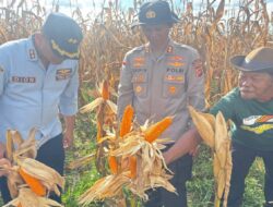 Sinergi Polres Bengkayang dan TNI AU Lanud Harry Hadisoemantri Sukseskan Panen Raya Jagung Serentak Kuartal II