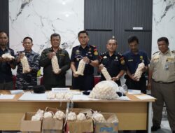 KKP Gagalkan Penyelundupan 1.950 Telur Penyu Ilegal Tanpa Identitas di Sambas