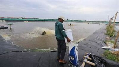 Dukung Revitalisasi Tambak, DPRD Jatim: Tingkatkan Produktivitas dan Lindungi Petambak Kecil