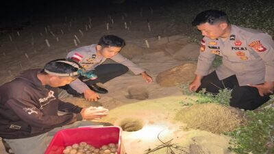 Dukung Perlindungan Satwa, Polres Sambas Serahkan 445 Butir Telur Penyu ke WWF