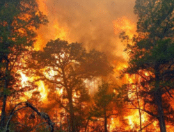 Polda Riau Ungkap Modus Pembakaran Hutan untuk Perkebunan Sawit, 51 Tersangka Diamankan