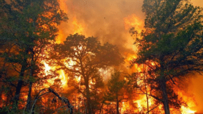 Polda Riau Ungkap Modus Pembakaran Hutan untuk Perkebunan Sawit, 51 Tersangka Diamankan