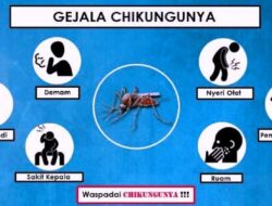 Waspada! Kasus Chikungunya Meledak di Awal 2025, Jawa Barat Tertinggi Capai 6.674 Kasus
