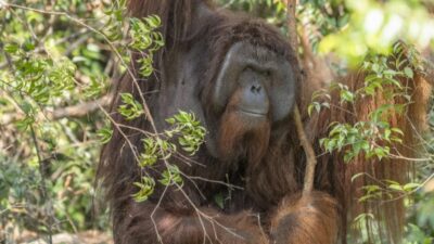 Sempat Kehilangan Masa Kanak-kanak, Jojo Kini Kembali Rasakan Suasana Hutan