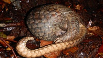 Jaksa Belum Rampung Susun Tuntutan, Sidang Perdagangan Sisik Trenggiling Ditunda