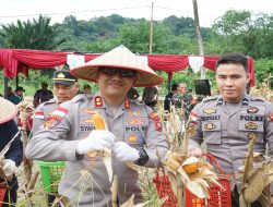 Terus Dukung Swasembada Pangan, Polres Bengkayang Panen 11,7 Hektare Jagung Kuartal III Tahun 2025