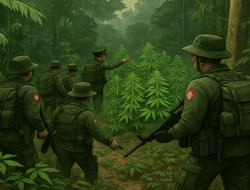 Tim Gabungan Temukan Kebun Ganja Tersembunyi di Papua, Diduga Sudah Beroperasi Lama
