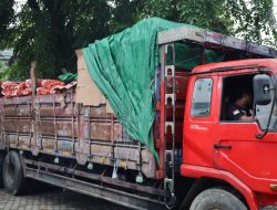 Bea Cukai Kalbagbar Gagalkan Penyelundupan 30 Ton Bawang Bombay Asal New Zealand