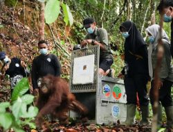 Tiga Orangutan Dilepasliarkan di Taman Nasional Bukit Baka Bukit Raya