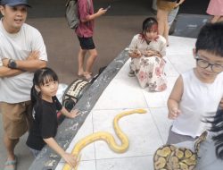 Hadirkan Satwa Unik, Independent Exotic Pets Berikan Edukasi ke Pengunjung Mal