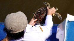 Usai Jalani Rehabilitasi Medis, Penyu Sisik Kembali Dilepasliarkan
