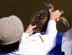 Usai Jalani Rehabilitasi Medis, Penyu Sisik Kembali Dilepasliarkan