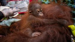 Habitat Terbakar, Tiga Orangutan Ditranslokasi ke Taman Nasional Gunung Palung