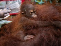 Habitat Terbakar, Tiga Orangutan Ditranslokasi ke Taman Nasional Gunung Palung