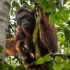 Karhutla Meluas, BKSDA dan YIARI Evakuasi Orangutan ke Habitat Aman