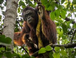 Karhutla Meluas, BKSDA dan YIARI Evakuasi Orangutan ke Habitat Aman