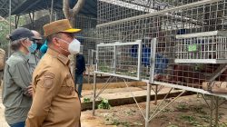 Dukung Konservasi, Ria Norsan Tinjau Kandang Karantina Orangutan di Ketapang